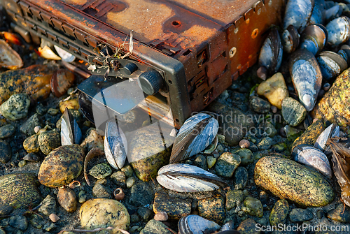 Image of A rusty, old radio sits on a rocky beach, surrounded by mussels 