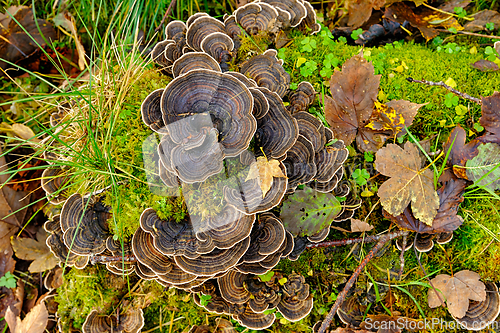 Image of A cluster of shelf mushrooms grows on a fallen log in the forest