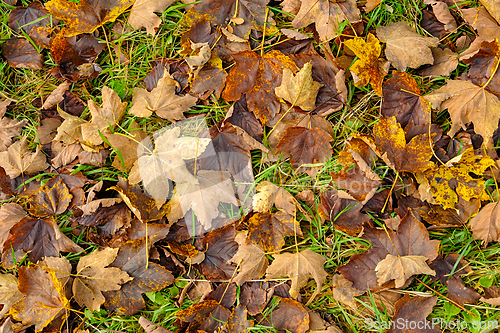 Image of Fallen leaves cover the ground in a park during autumn
