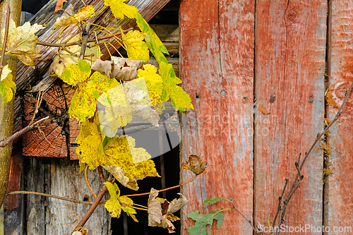 Image of Yellow leaves cling to a branch growing against a weathered, red