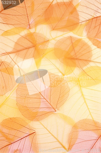 Image of Dry colored leaves - background