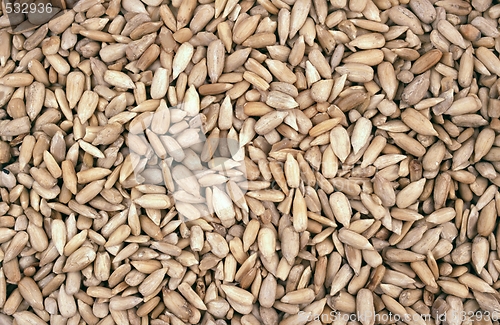 Image of sunflower seeds - background