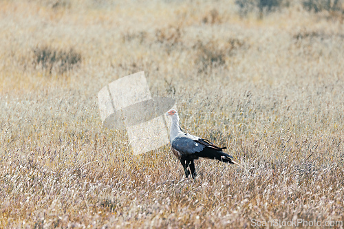 Image of Secretary bird (Sagittarius serpentarius) Kalahari Transfrontier Park, South Africa