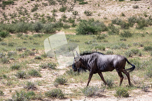 Image of Blue Wildebeest in Kalahari, South Africa