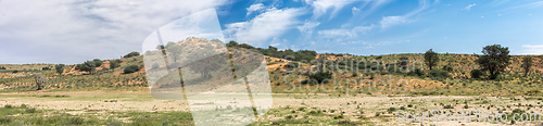 Image of Kalahari desert South Africa wilderness