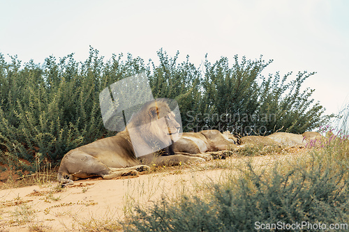 Image of Lion Lying in Kalahari desert, South Africa wildlife