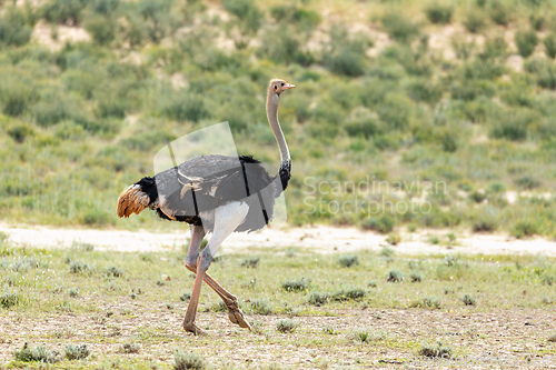 Image of Ostrich (Struthio camelus), in Kalahari,South Africa wildlife safari