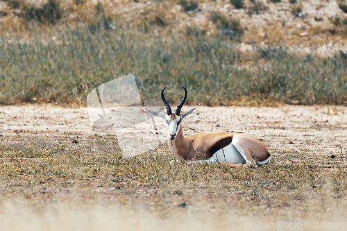 Image of Springbok in kalahari, South Africa wildlife