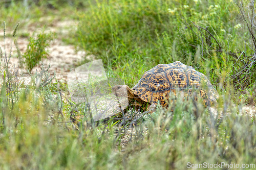 Image of Turtle leopard tortoise (Stigmochelys pardalis), South Africa wildlife