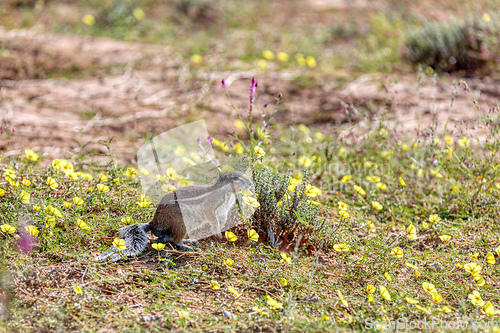 Image of South African ground squirrel (Xerus erythropus) Kalahari, South Africa