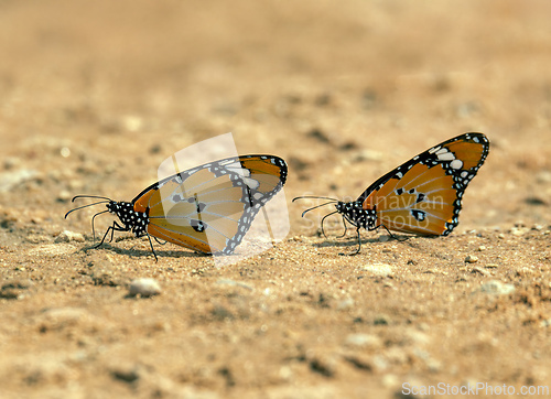 Image of African queen or African monarch (Danaus Chrysippus) butterfly against the backdrop of the Kalahari Desert in South Africa.