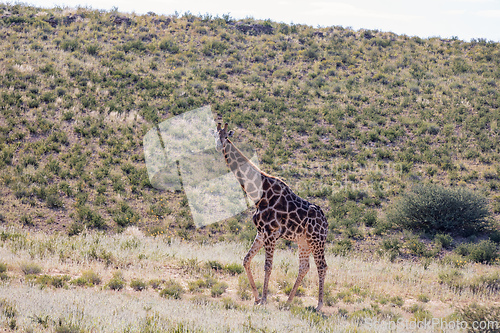 Image of Cute Angolan giraffe (Giraffa camelopardalis angolensis), Kalahari, South Africa wildlife