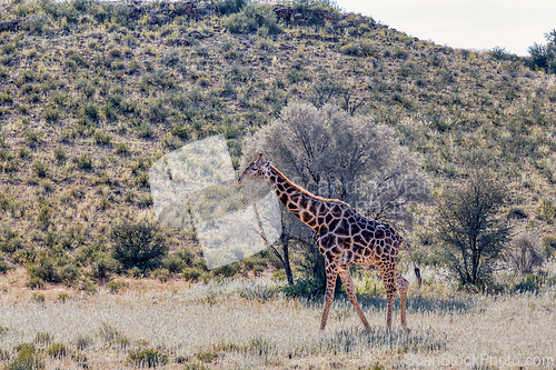 Image of Cute Angolan giraffe (Giraffa camelopardalis angolensis), Kalahari, South Africa wildlife