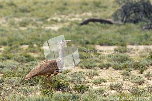 Image of Kori Bustard Kalahari South Africa