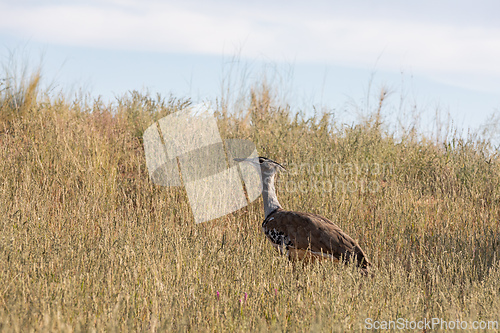 Image of Kori Bustard Kalahari South Africa