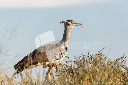 Image of Kori Bustard Kalahari South Africa
