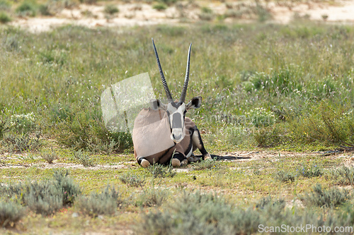 Image of Gemsbok, (Oryx gazella) in Kalahari, South Africa