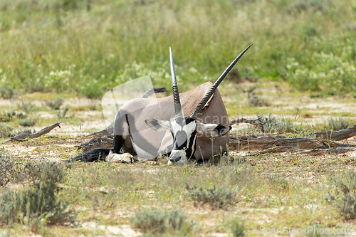 Image of Gemsbok, (Oryx gazella) in Kalahari, South Africa