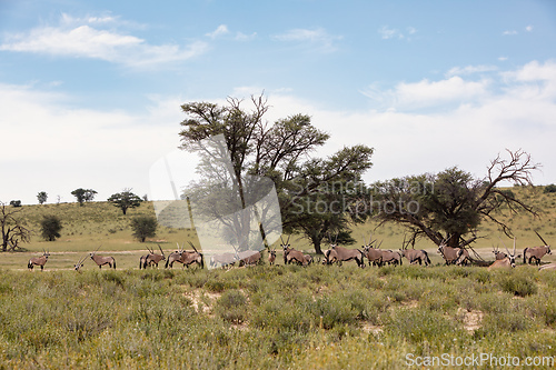 Image of Gemsbok, (Oryx gazella) in Kalahari, South Africa