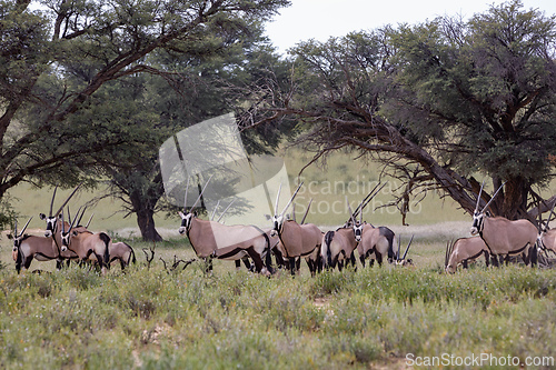 Image of Gemsbok, (Oryx gazella) in Kalahari, South Africa