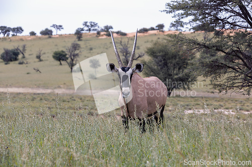 Image of Gemsbok, (Oryx gazella) in Kalahari, South Africa