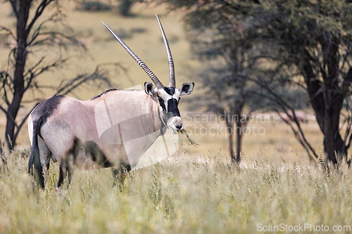 Image of Gemsbok, (Oryx gazella) in Kalahari, South Africa