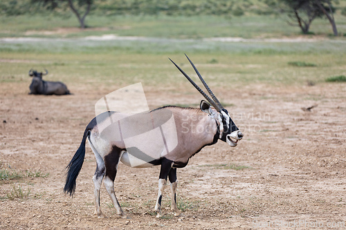 Image of Gemsbok, (Oryx gazella) in Kalahari, South Africa