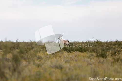 Image of Gemsbok, (Oryx gazella) in Kalahari, South Africa