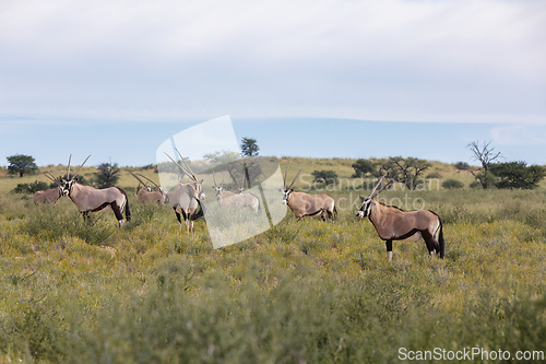 Image of Gemsbok, (Oryx gazella) in Kalahari, South Africa