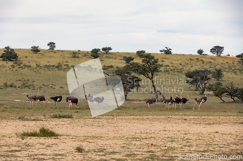 Image of Ostrich (Struthio camelus), in Kalahari,South Africa wildlife safari