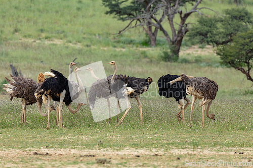 Image of Ostrich (Struthio camelus), in Kalahari,South Africa wildlife safari