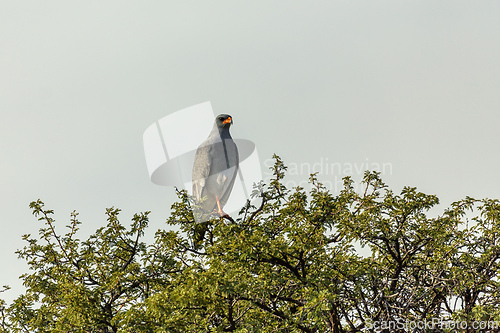 Image of Southern Pale Chanting Goshawk (Melierax canorus), South Africa safari wildlife