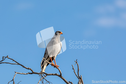 Image of Southern Pale Chanting Goshawk (Melierax canorus), South Africa safari wildlife