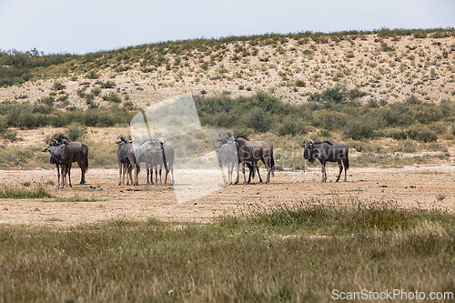 Image of Blue Wildebeest in Kalahari, South Africa