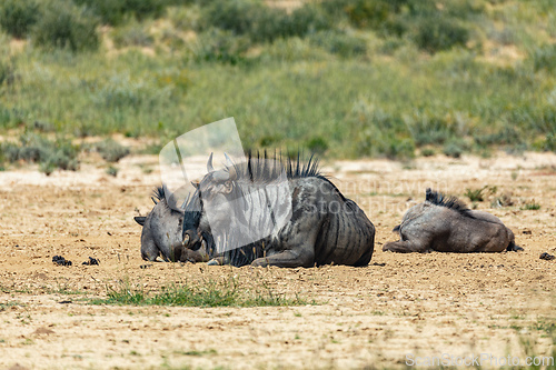 Image of Blue Wildebeest in Kalahari, South Africa