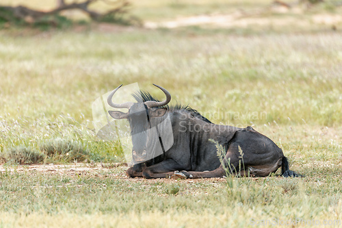 Image of Blue Wildebeest in Kalahari, South Africa