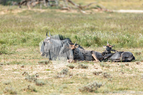 Image of Blue Wildebeest in Kalahari, South Africa
