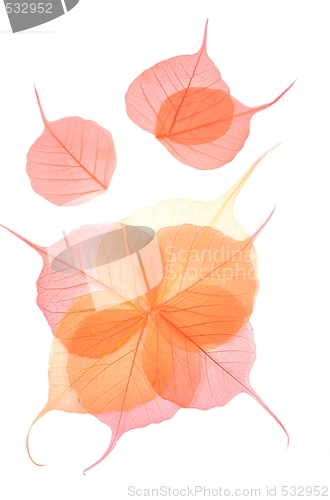 Image of Dry colored leaves over white background