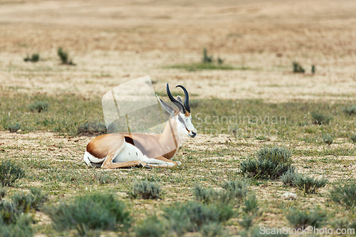 Image of Springbok in kalahari, South Africa wildlife