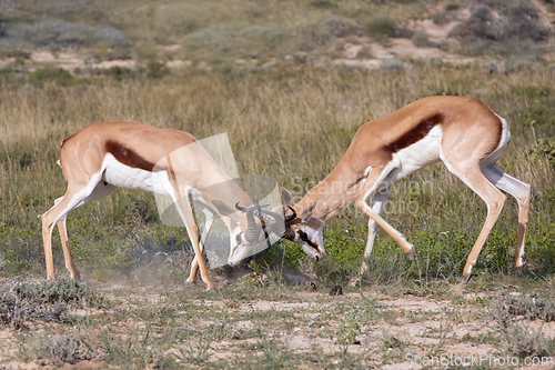 Image of Springbok in kalahari, South Africa wildlife