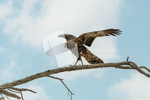 Image of Tawny eagle bird of prey outh Africa safari wildlife