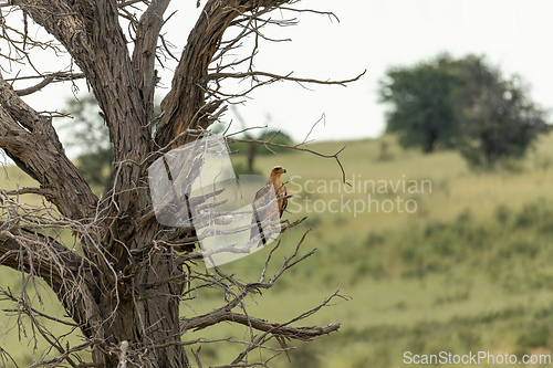 Image of Tawny eagle bird of prey outh Africa safari wildlife