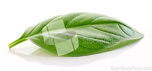 Image of fresh green basil leaf