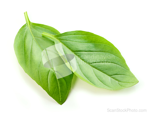 Image of fresh green basil leaf