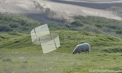 Image of Sheep is grazing