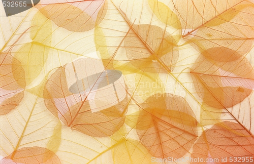 Image of Dry colored leaves - background