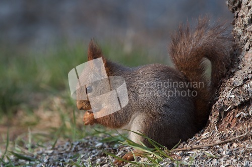 Image of A quite squirrel in the garden