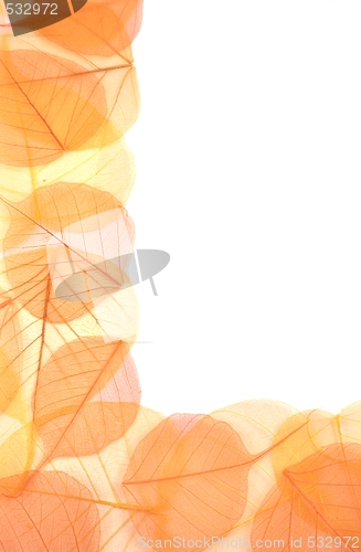 Image of Dry colored leaves over white background