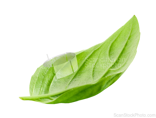 Image of fresh green basil leaf