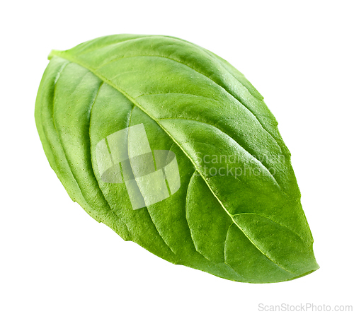 Image of fresh green basil leaf